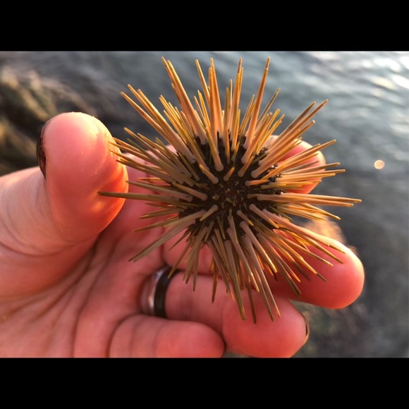 Meet your Posher, Brandy ✌🏽😊 - Picture 1 of 4